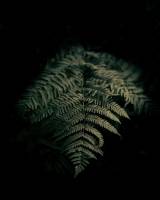 Nicolas DANISZEWSKI - STUDIO MASWANI